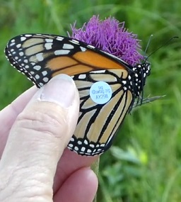 How tagging butterflies can help you tell what's real and what's